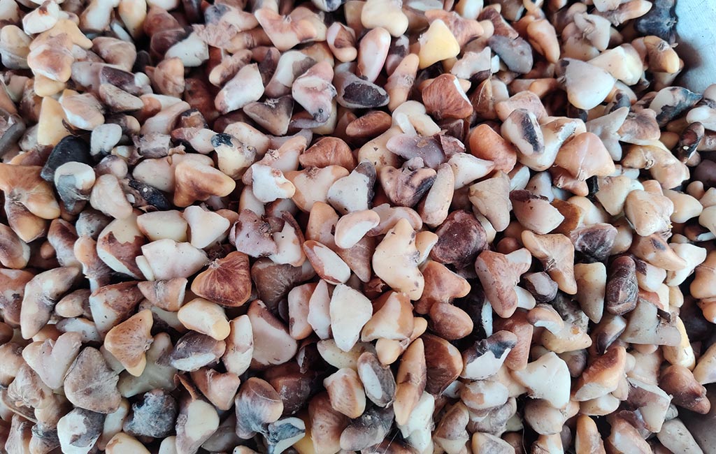 Gaer (Chestnuts)